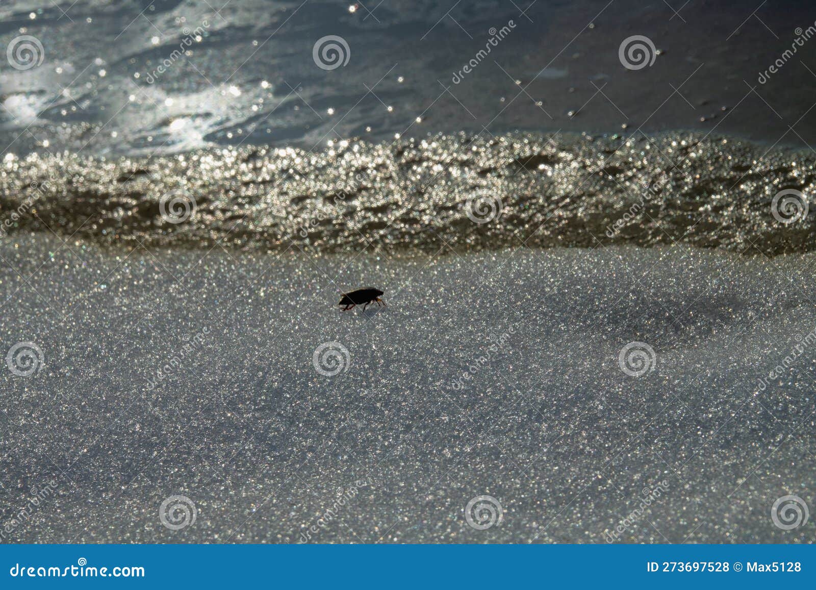 diving beetle on ice pond