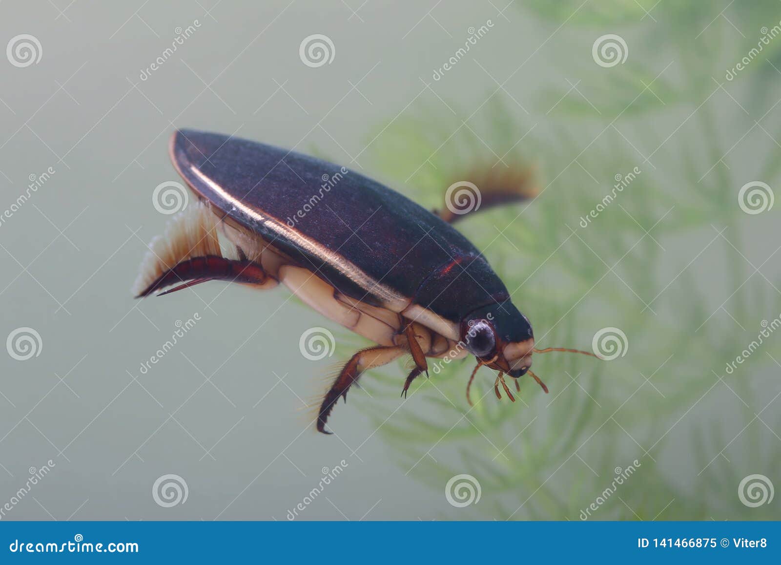 Diving Beetle among Water Plants in Pond Stock Image Image of great
