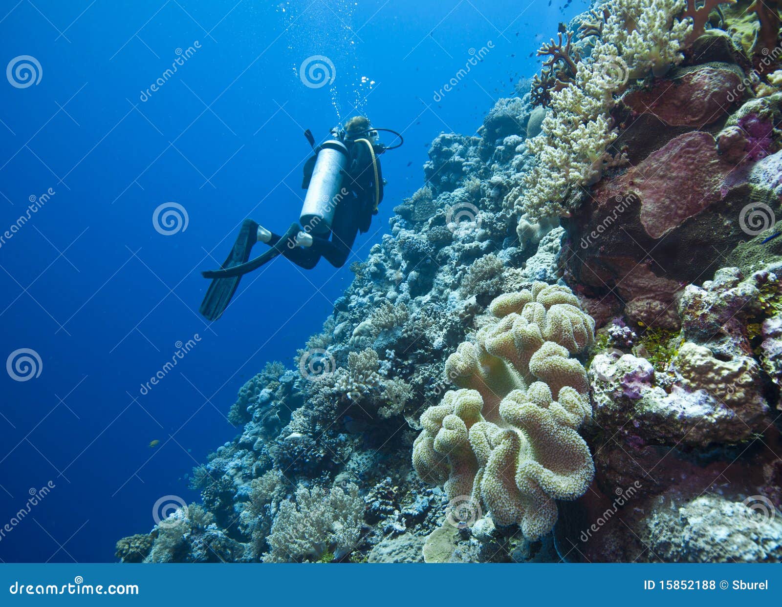 diving the great barrier