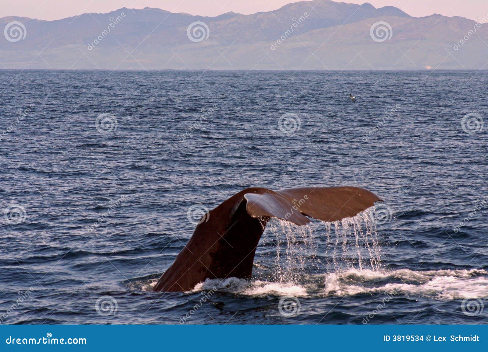 diving sperm whale