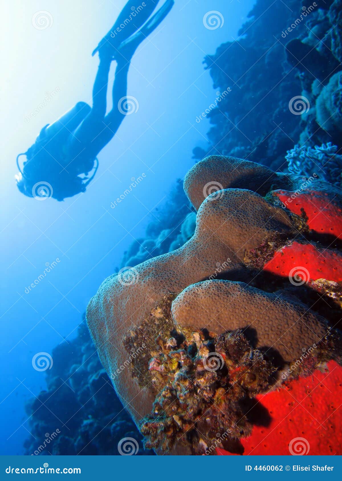 Diving the wall stock photo. Image of coral, ocean, exotic 4460062