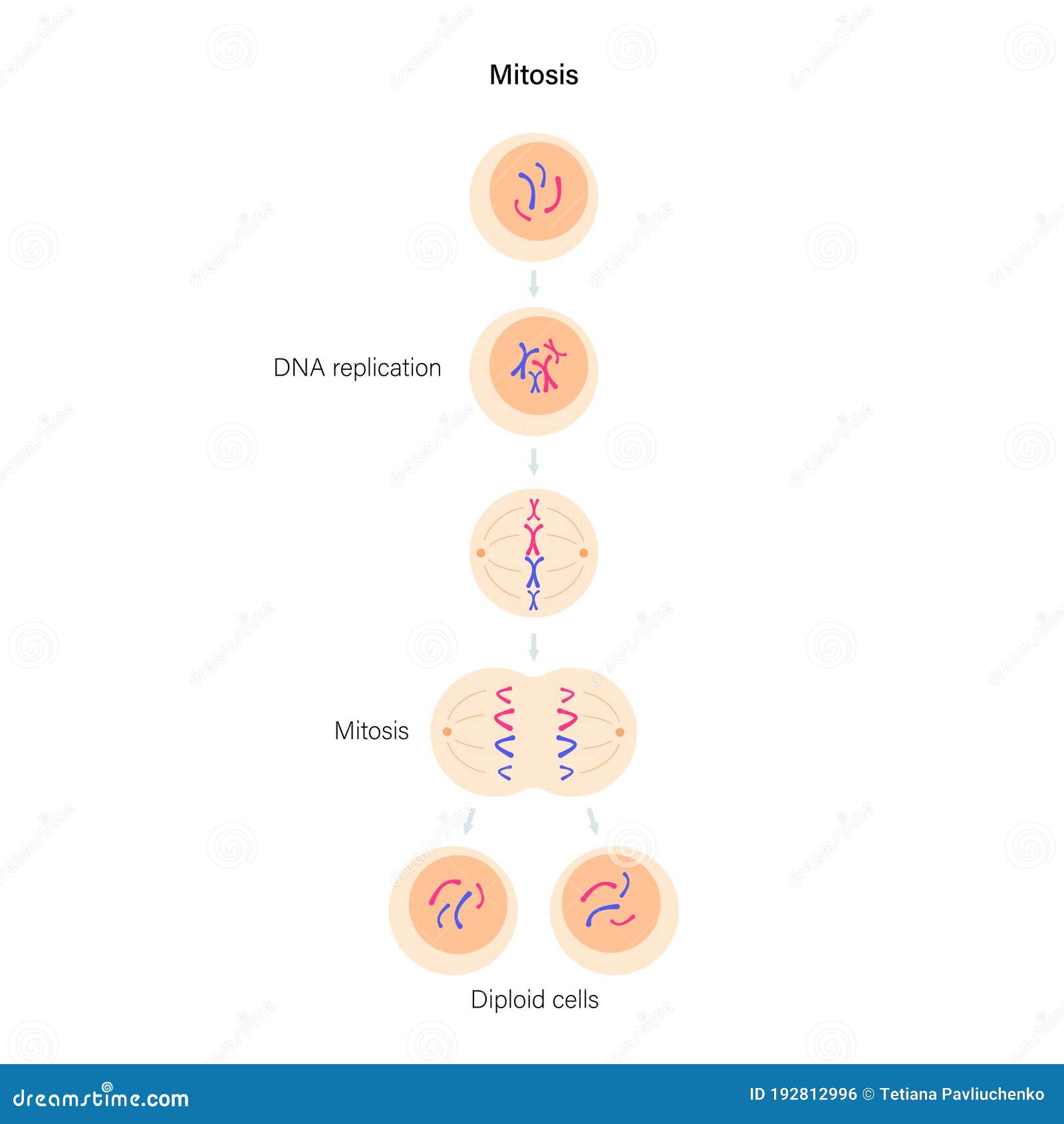 DIVISÃO CELULAR: MITOSE 