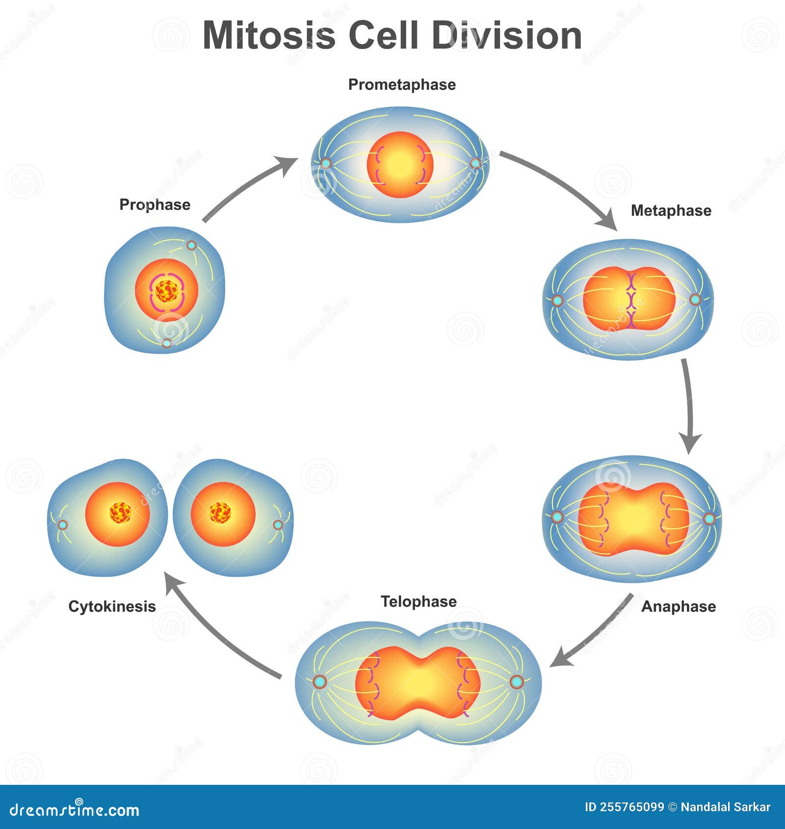 Mitose – Biologia