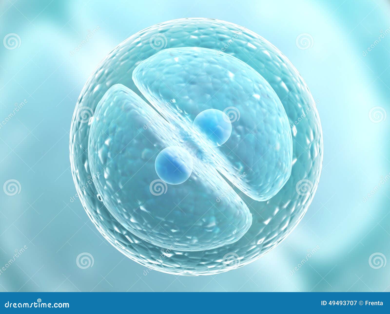 Division of cell stock illustration. Illustration of conjugation Biology Diagrams