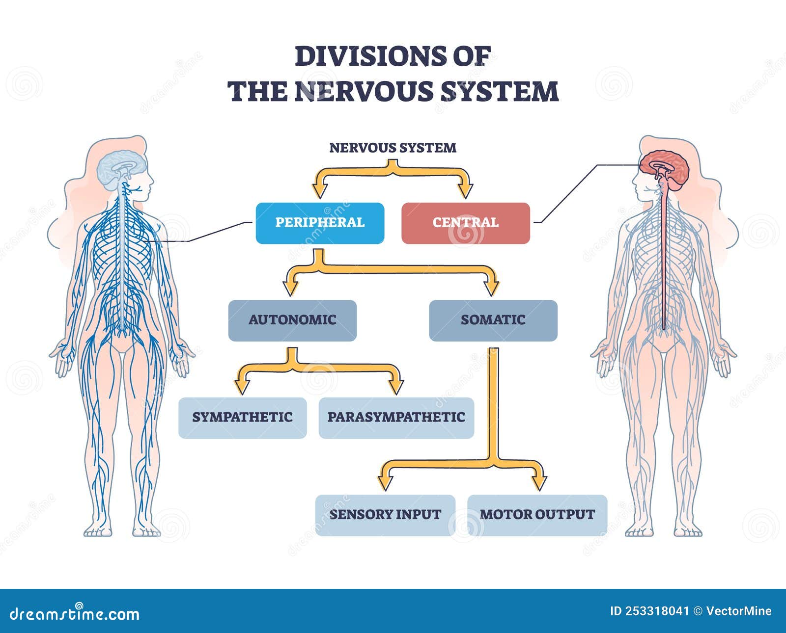 divisions of peripheral and central nervous system anatomy outline diagram