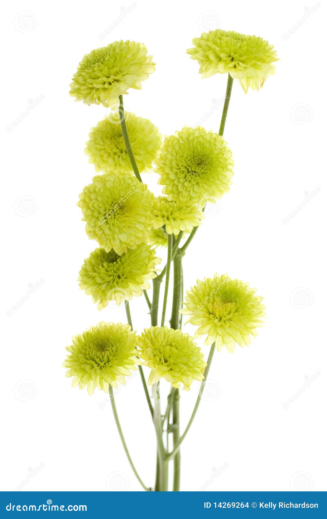 Dix Mini Fleurs Vertes De Pom Pom De Bouton Photo stock - Image du