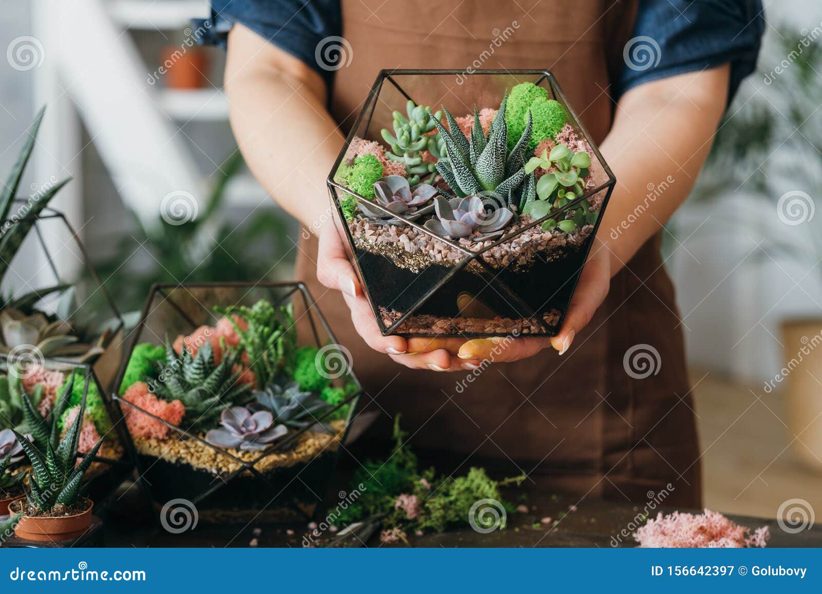 Diy花店创意送礼多肉库存图片 图片包括有 Diy花店创意送礼多肉库存图片 图片包括有
