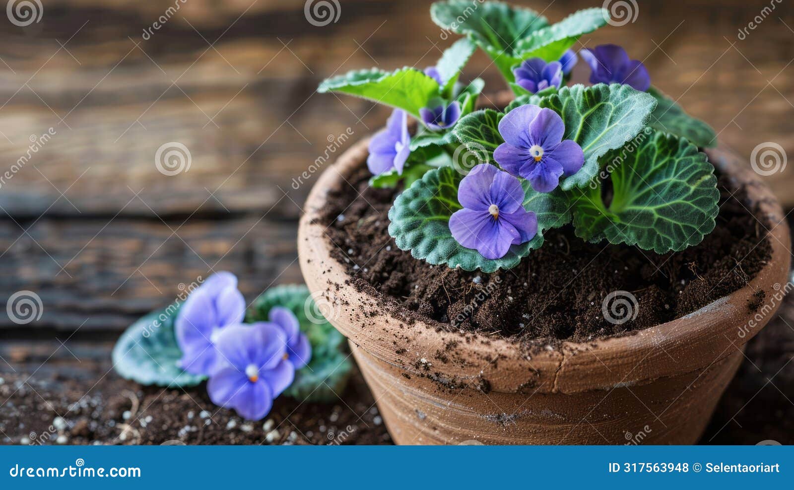 DIY African Violet Potting Mix Stock Illustration Illustration of