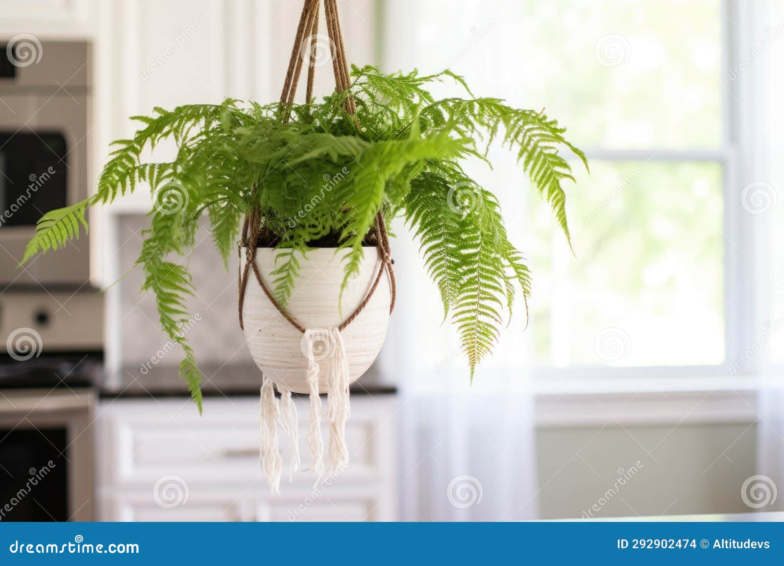 Diy Macrame Plant Hanger Holding a Pot of Ferns Stock Photo Image of