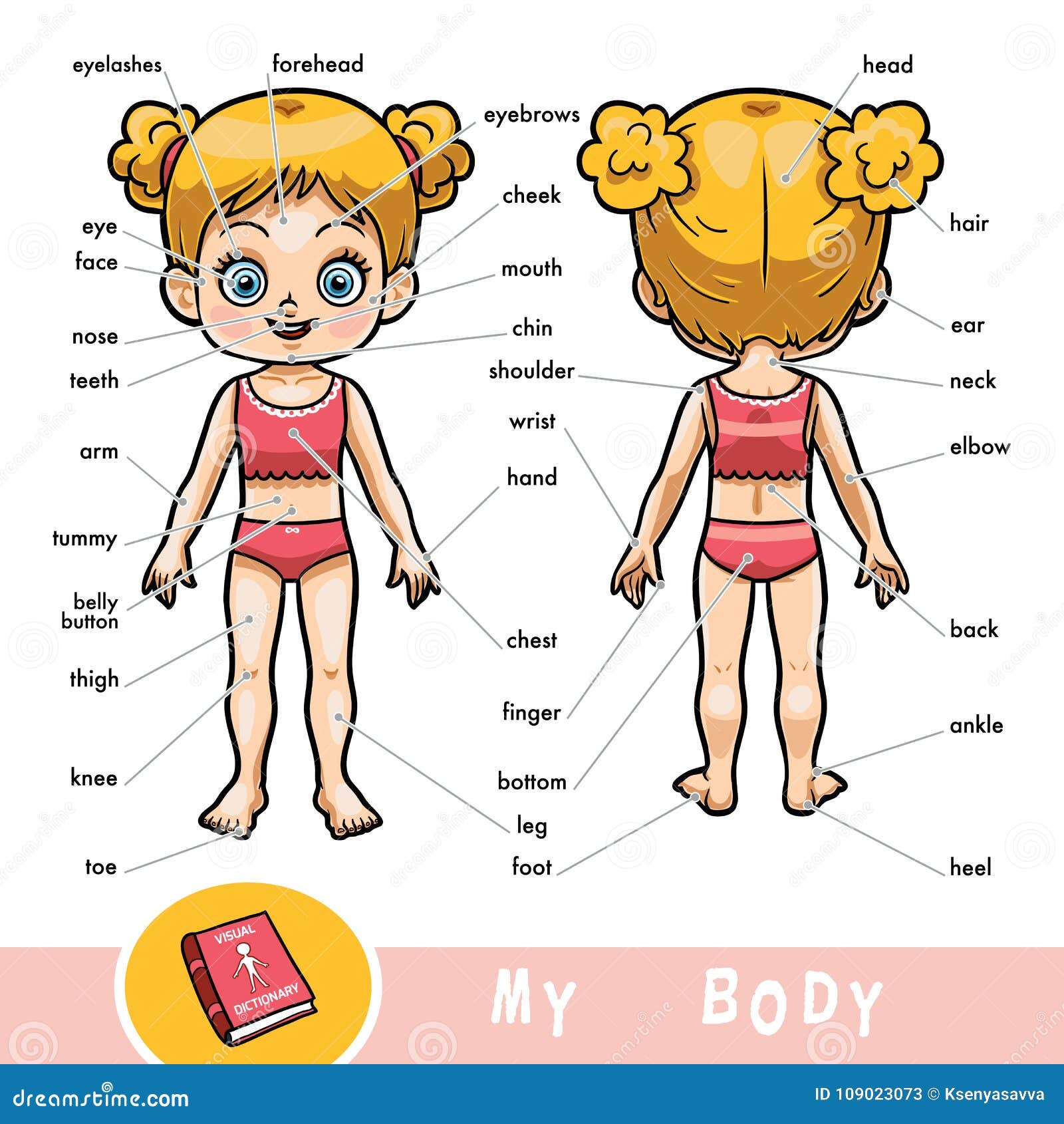 Dizionario Visivo Per I Bambini Circa Il Corpo Umano Ragazza Illustrazione Vettoriale Illustrazione Di Asilo Corpo