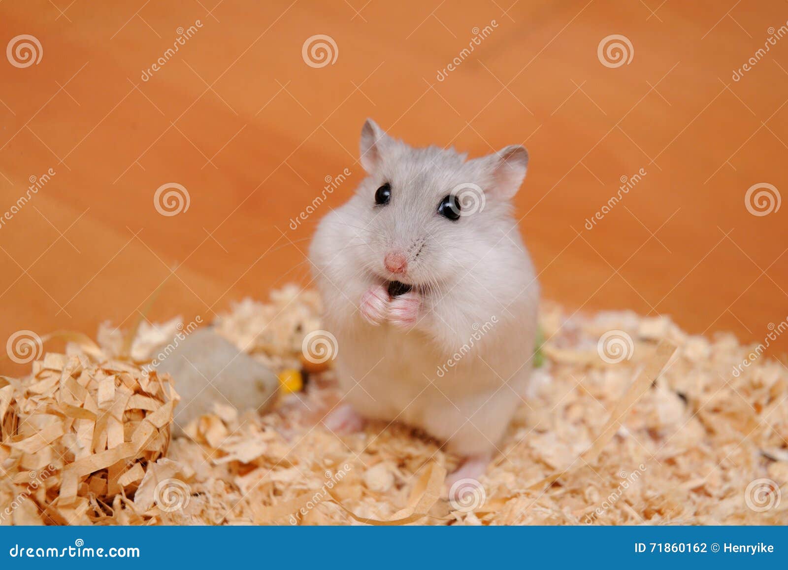 Djungarian hamster stock photo. Image of cute, russian 71860162