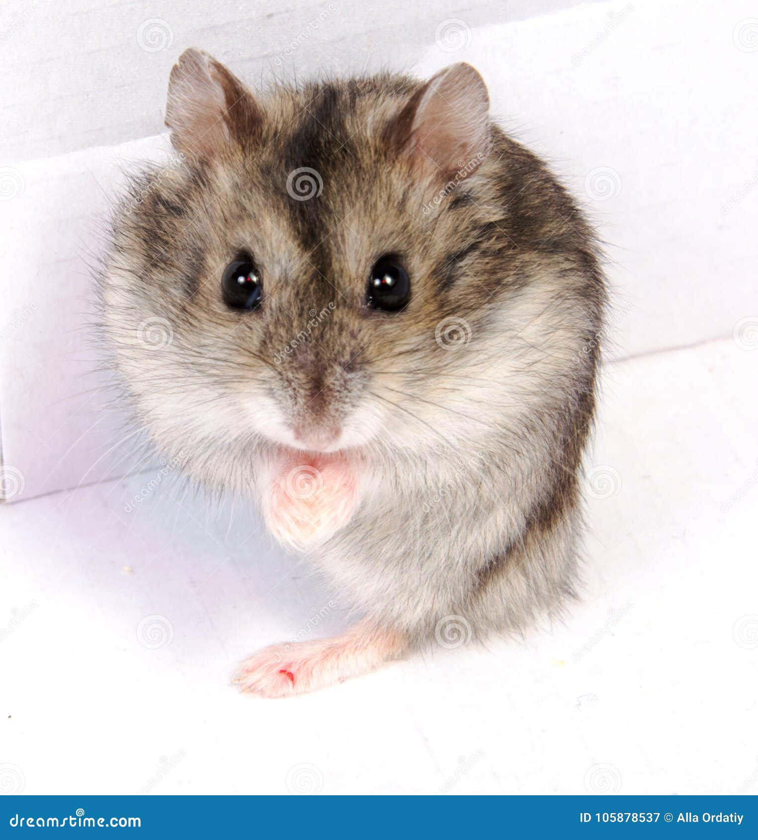 Djungarian Hamster in Sawdust on White Background. Stock Image Image