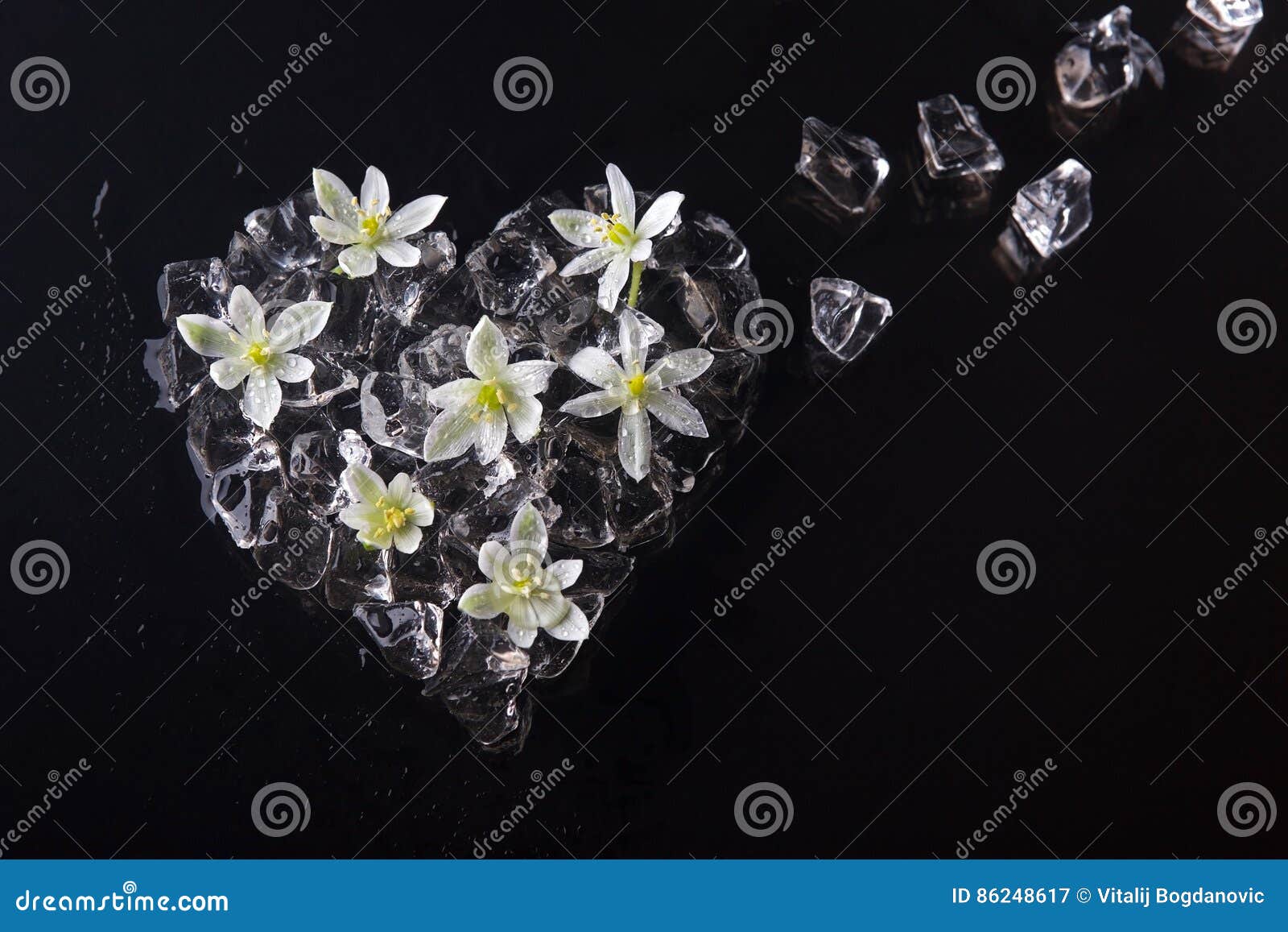 Djupfryst hjärta. Våt is i formen av en hjärta med vita blommor på svart exponeringsglas