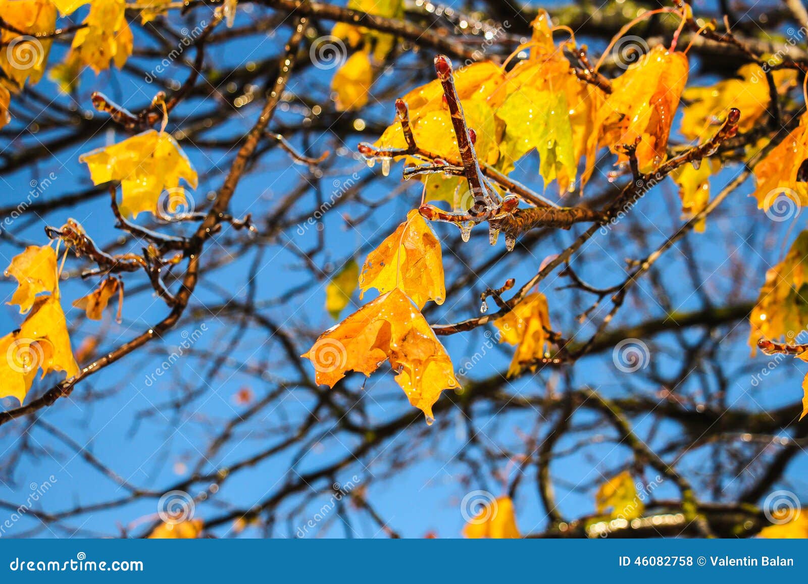 Djupfryst leaves. Djupfrysta höstgulingsidor i octomber