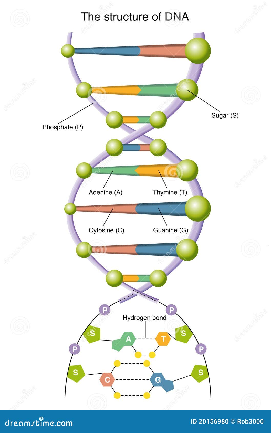 dna