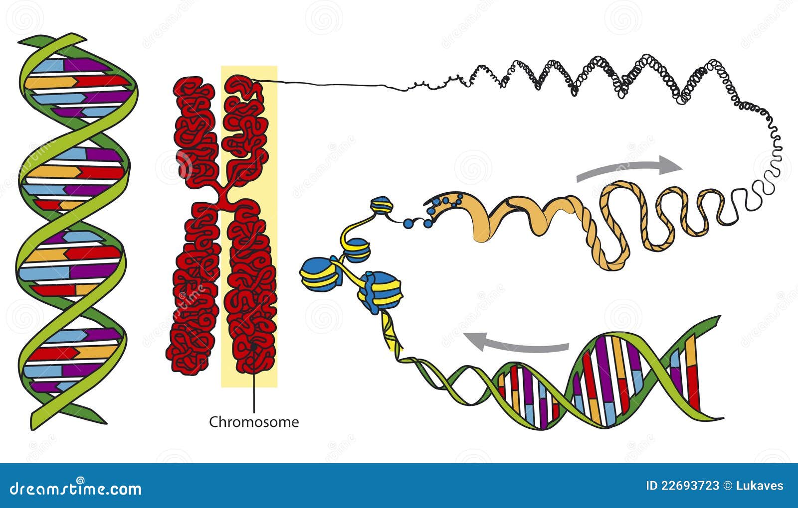 dna