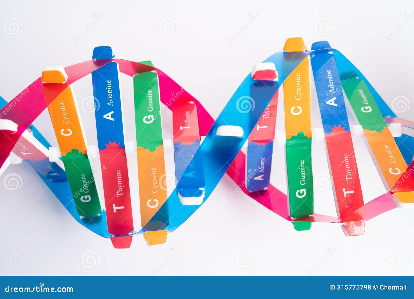 dna or deoxyribonucleic acid is a double helix chains structure formed by base pairs attached to a sugar phosphate backbone