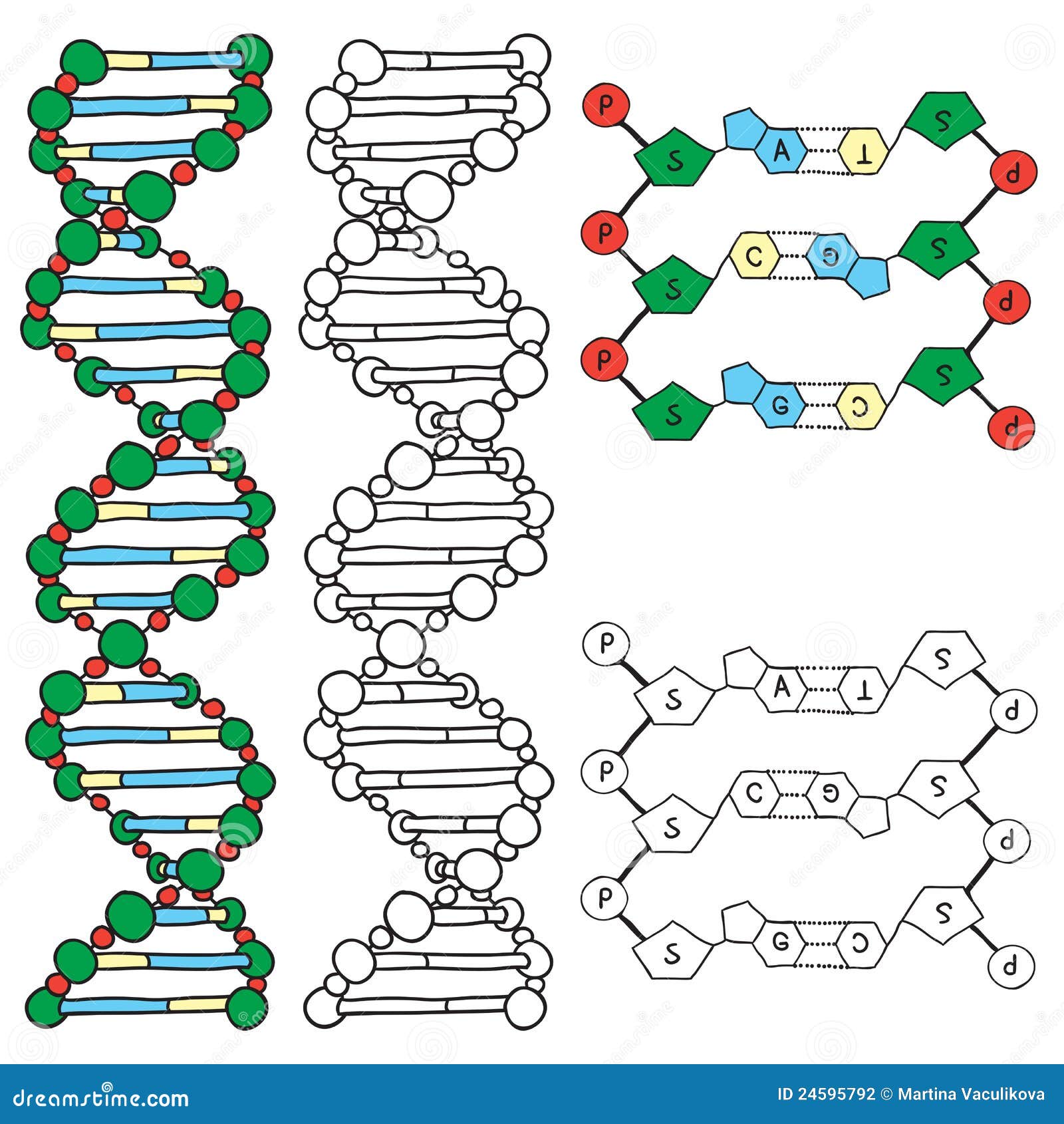 DNA - helix molecule model stock vector. Illustration of blackboard -  24595792