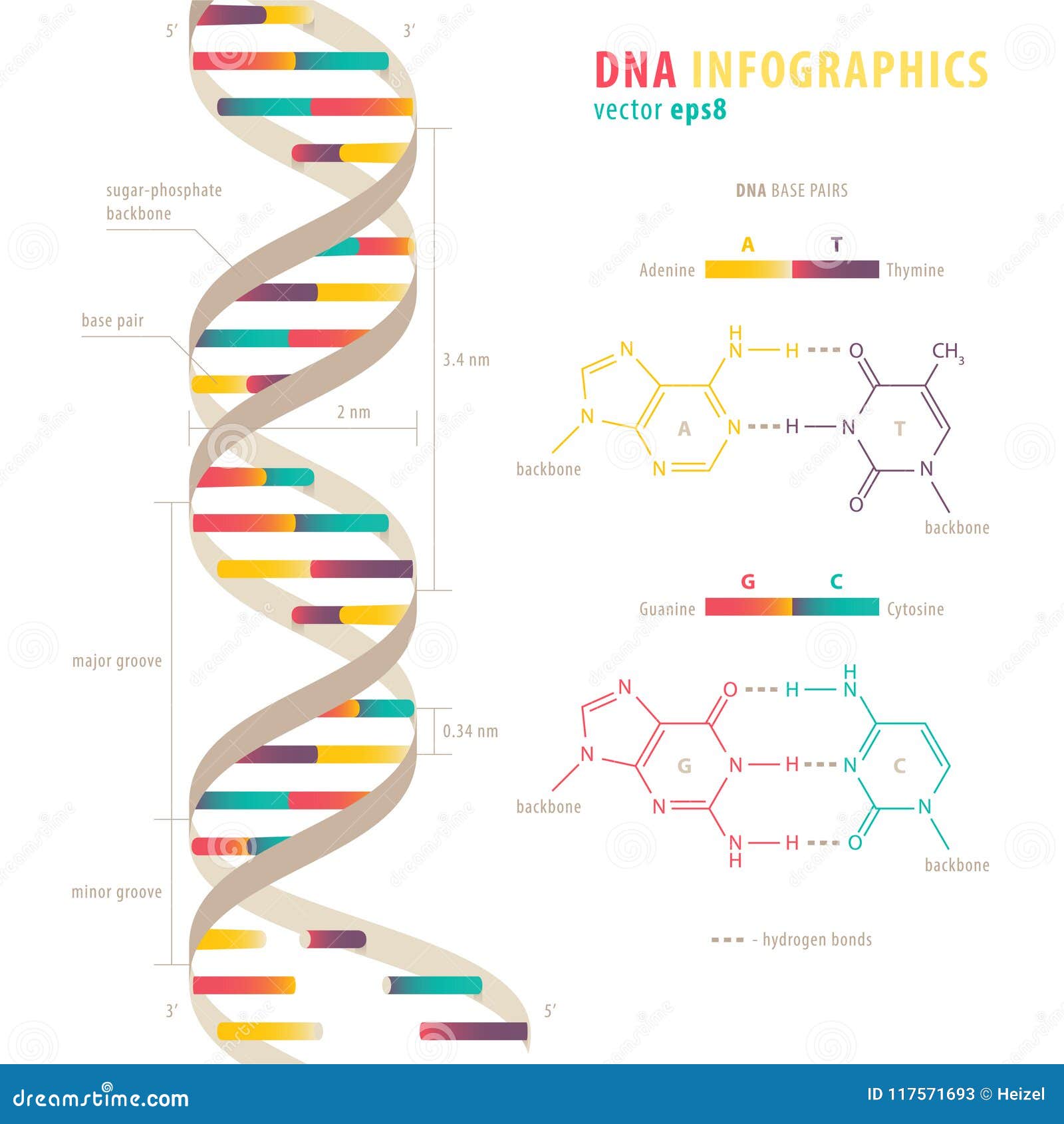 Dna Stock Chart