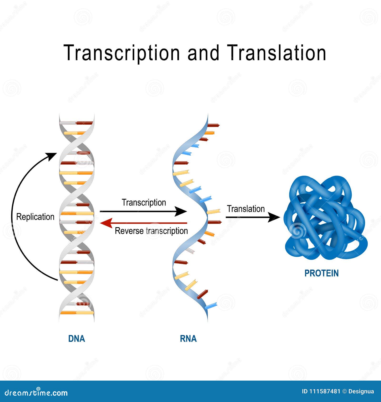 dna replication, protein synthesis, transcription and translation.