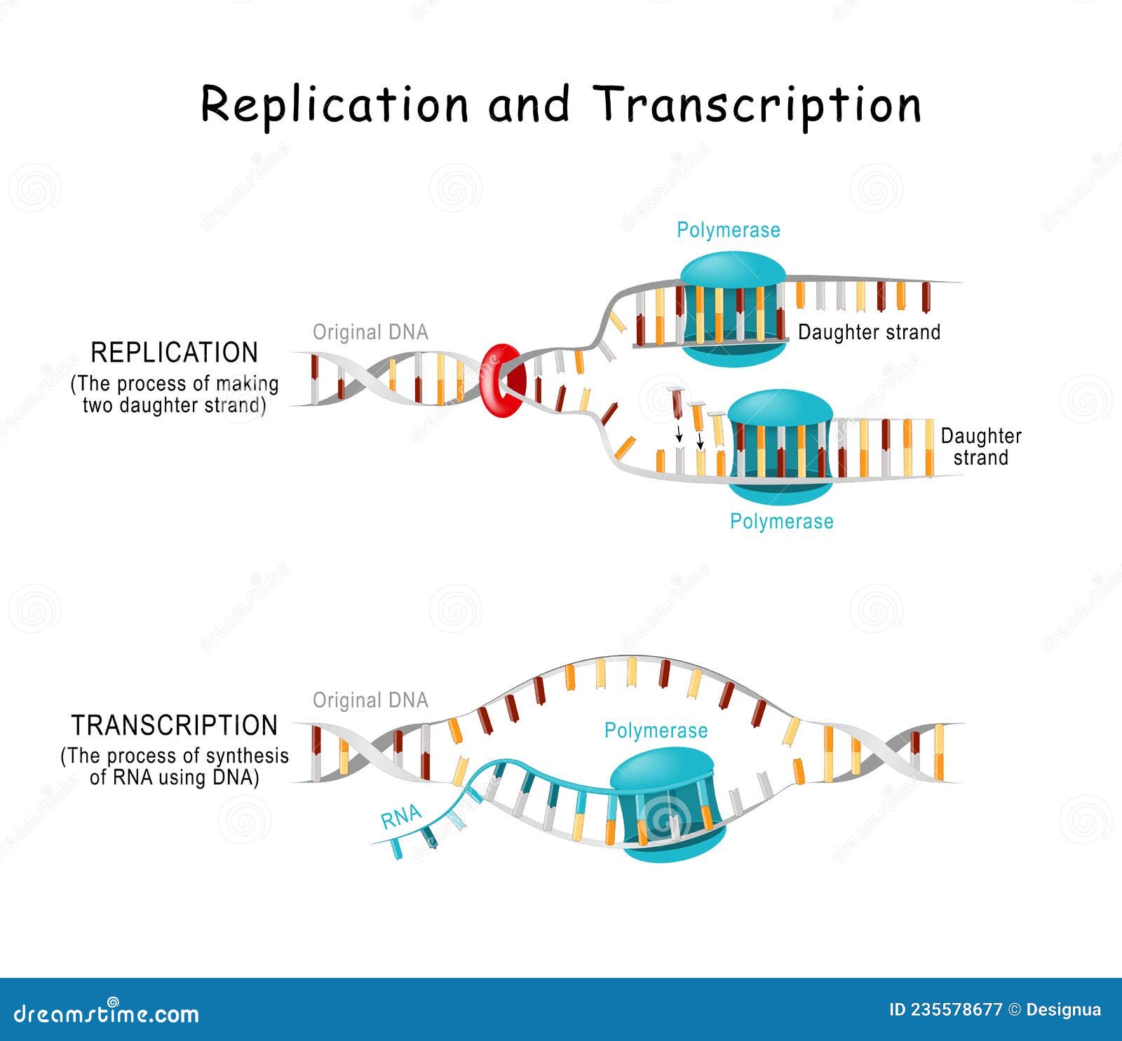 dna-replication-transcription-and-translation-vector-illustration