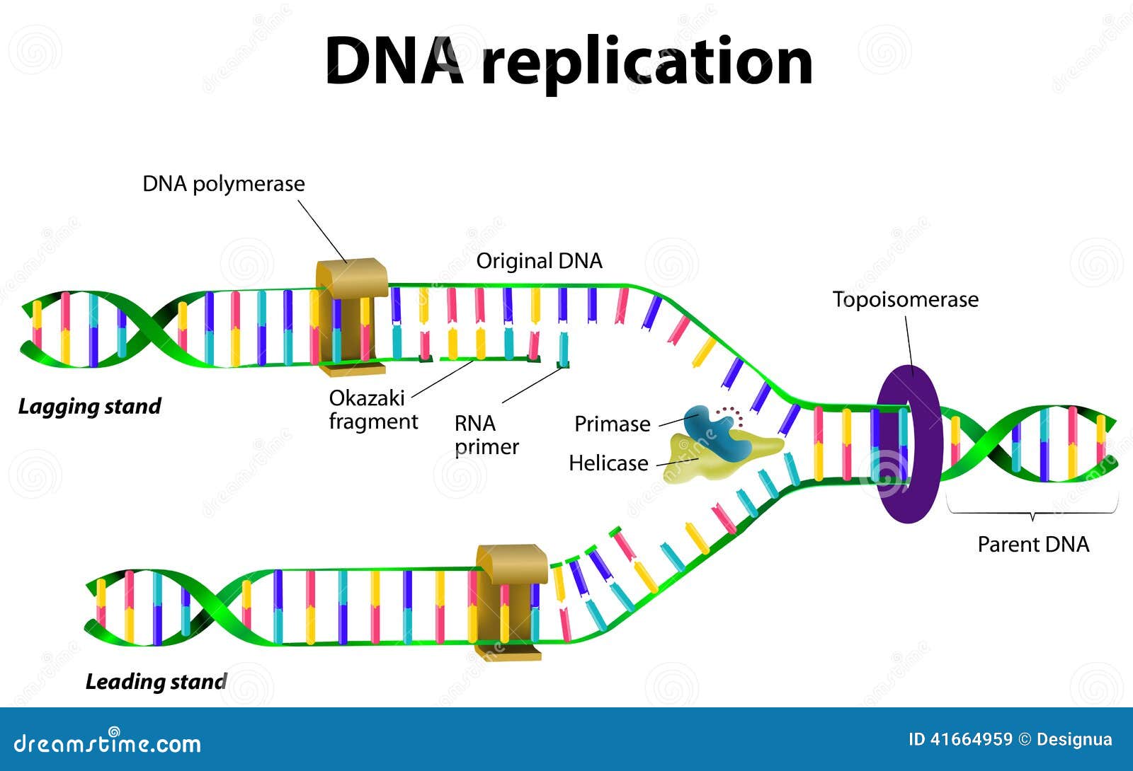 dna replication