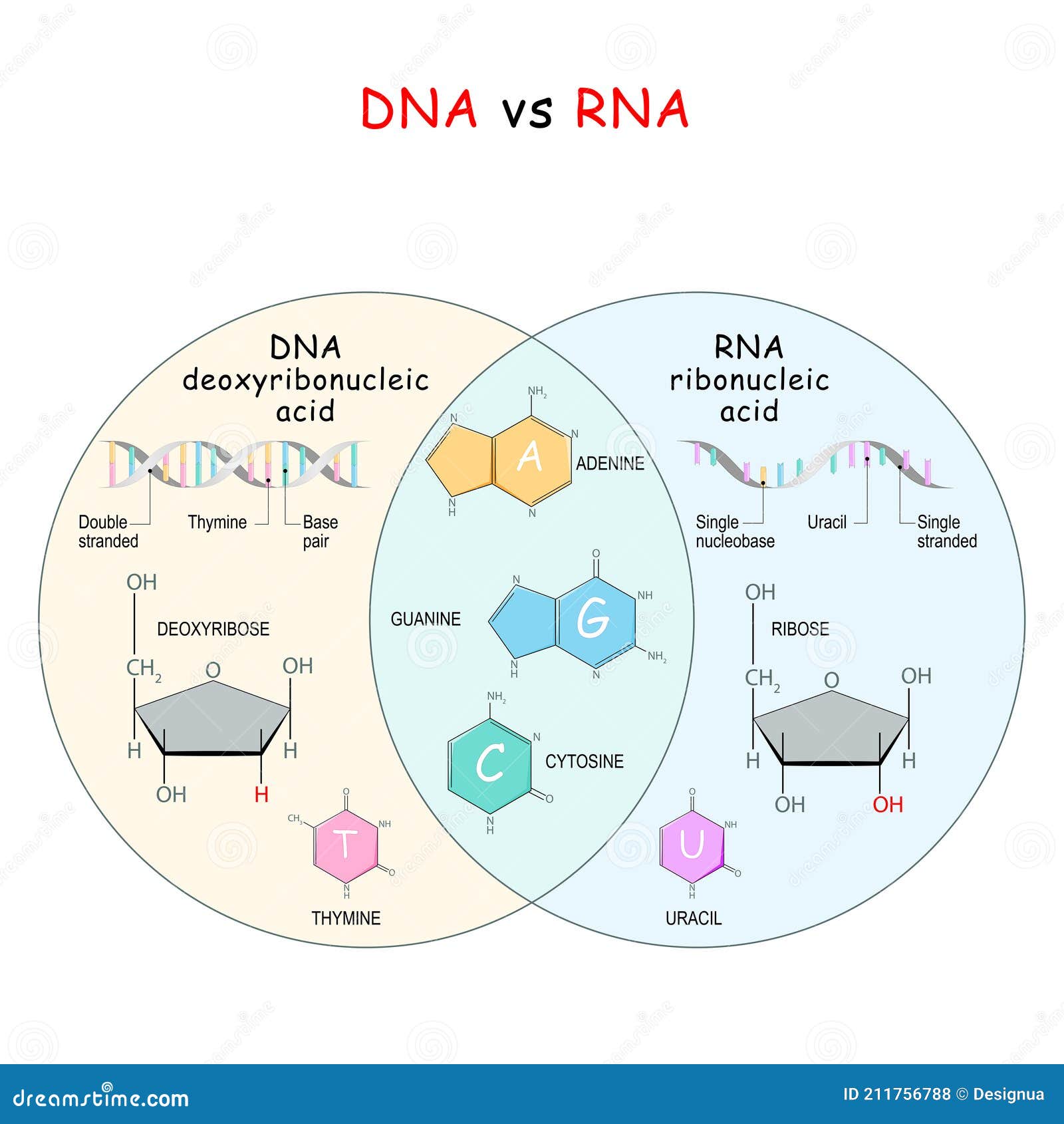 dna and rna. comparison and difference