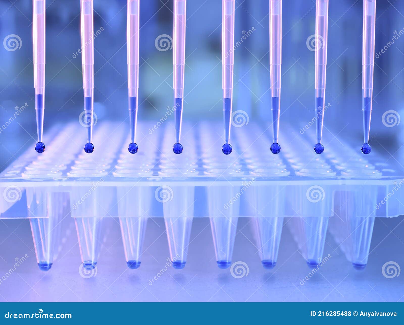 Loading of PCR with Multichannel Pipette Stock Photo Image of closeup