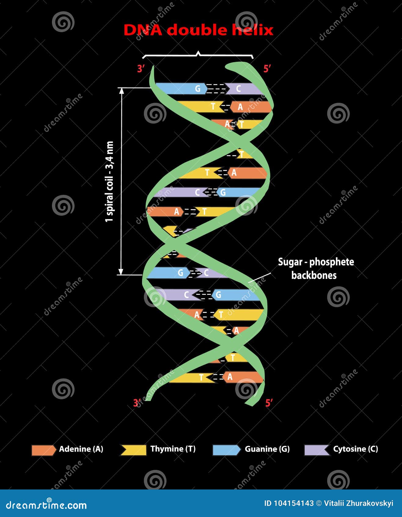 dna structure double helix on black. nucleotide, phosphate, sugar, and bases. education info graphic. adenine, thymine, gua