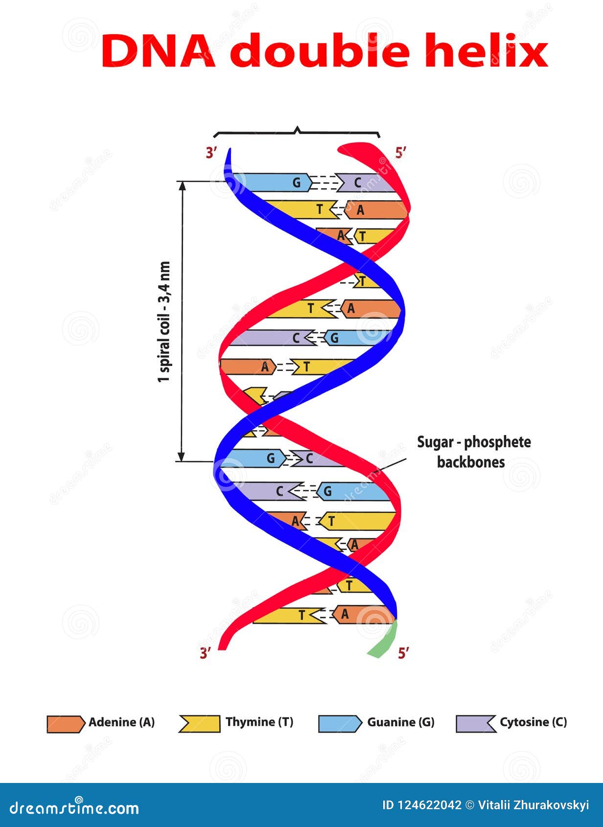 dna structure double helix colore on white background. nucleotide, phosphate, sugar, and bases. education  info graphic. ade