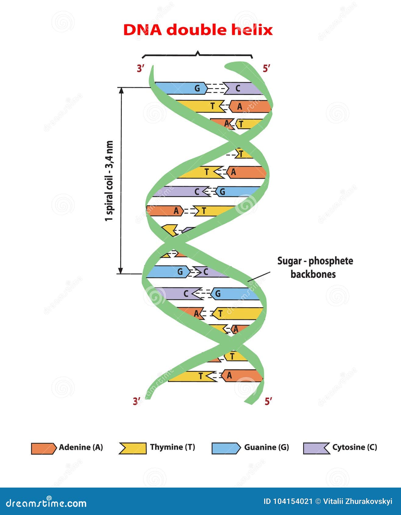 DNA Structure. Adenine, Cytosine, Thymine, Guanine, Sugar
