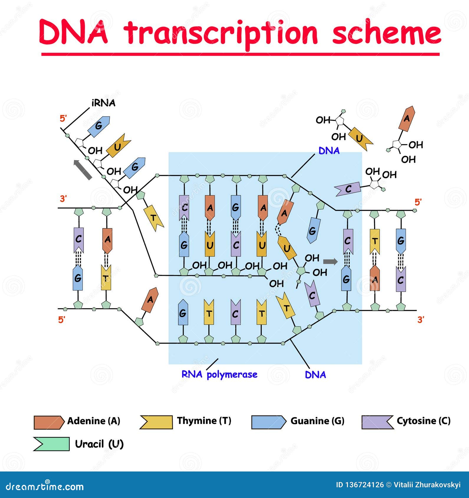 dna transcription. dna and rna structure double helix colore on white background. nucleotide, phosphate, sugar, and bases. educati