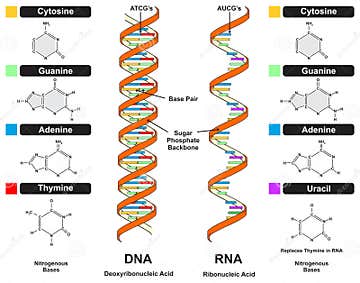 DNA Vs RNA Strand Infographic Diagram Stock Vector - Illustration of ...