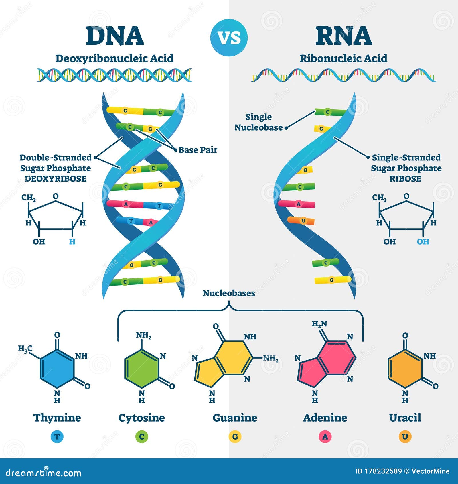 dna vs rna  . educational genetic acid explanation scheme