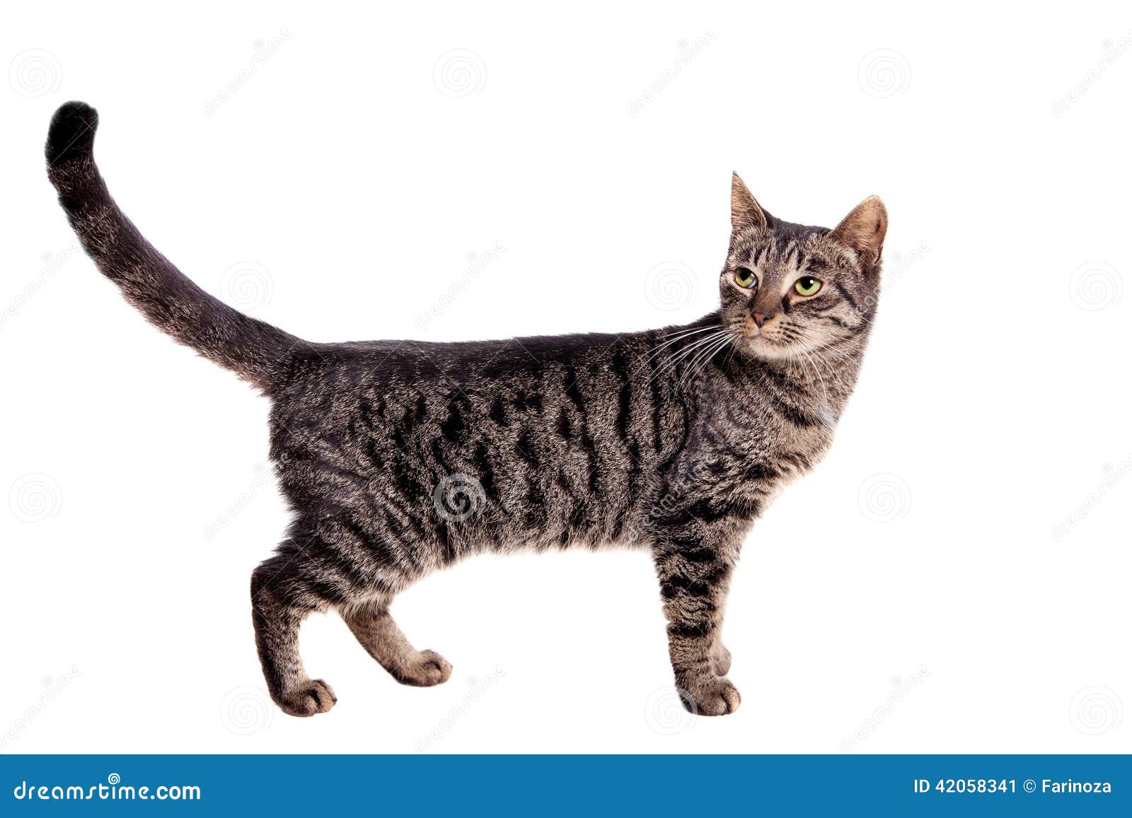 Dünne Erwachsene Katze Der Getigerten Katze Stockfoto Bild 42058341