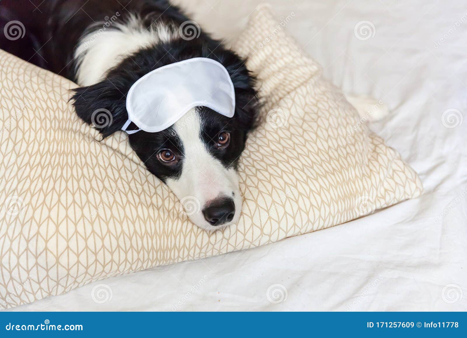 Do Not Disturb Me Let Me Sleep. Funny Puppy Border Collie