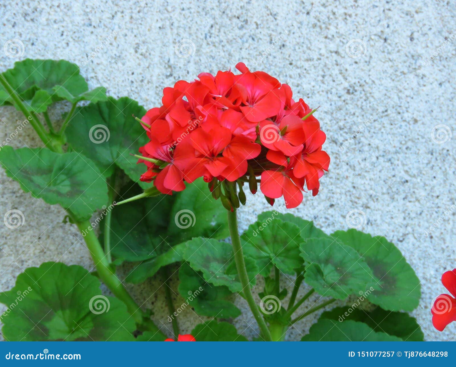 Do Vermelho Feliz Dos Pensamentos Do Gerânio 'Pelargonium 'com Flores  Vermelhas E As Folhas Verdes Vibrantes No Fundo Branco Da P Imagem de Stock  - Imagem de parede, floral: 151077257