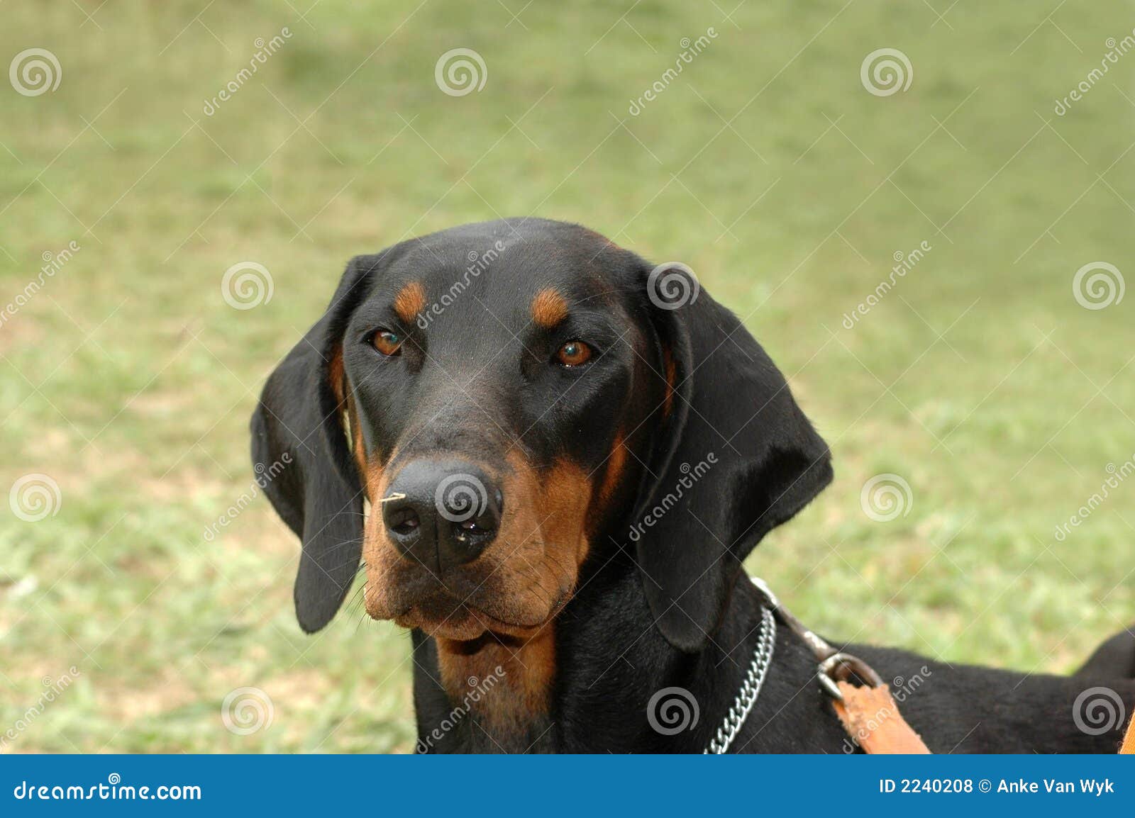 Are Doberman Pinschers Hunting Dogs