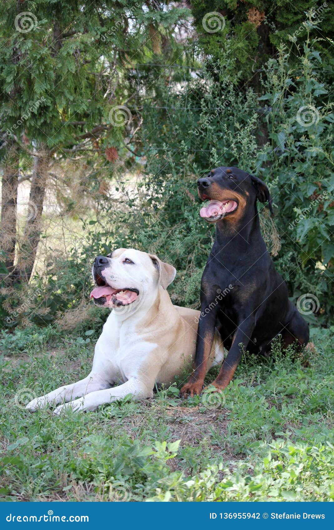 working american bulldog breeders