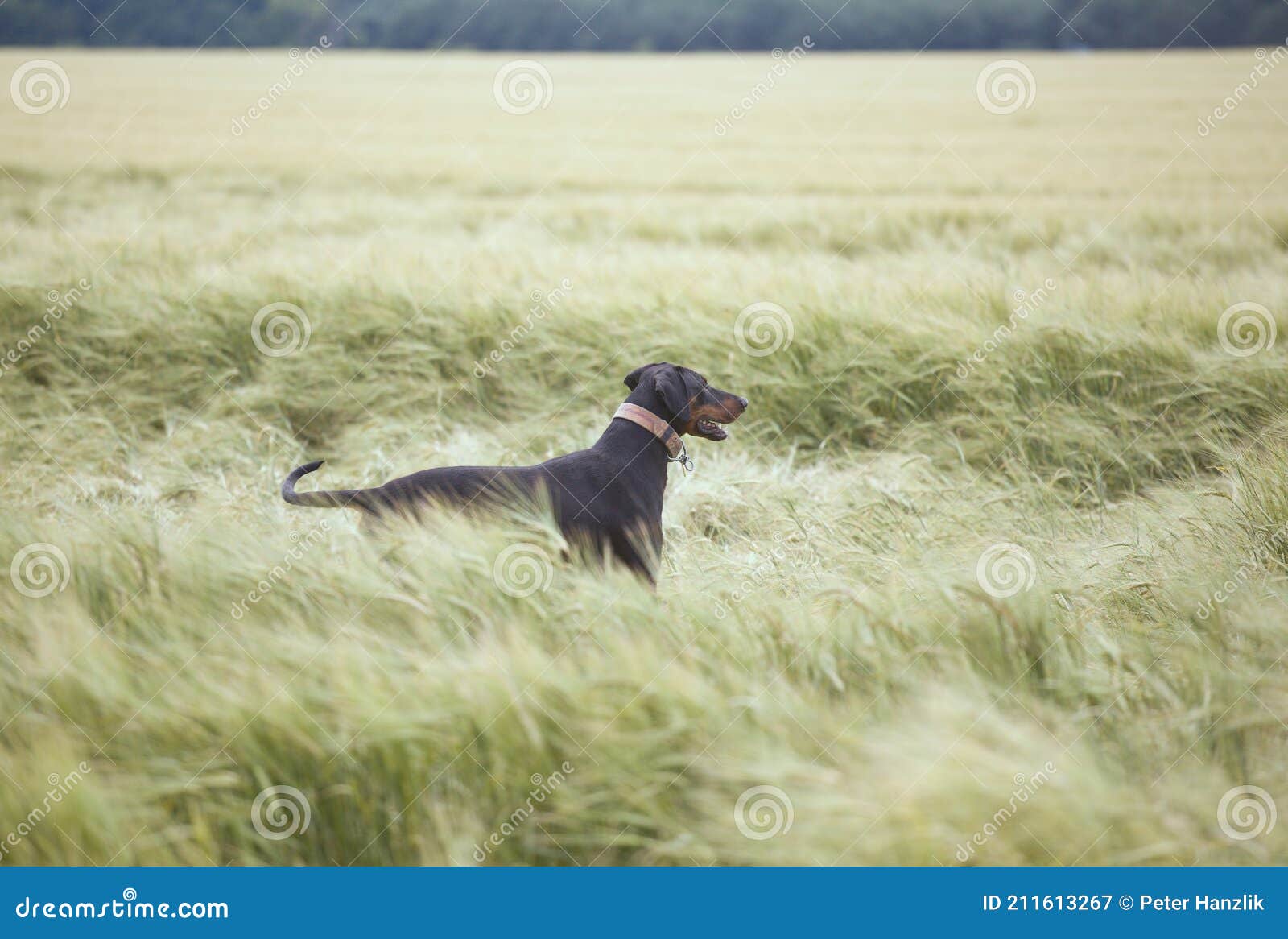 doberman watching in a wheat field