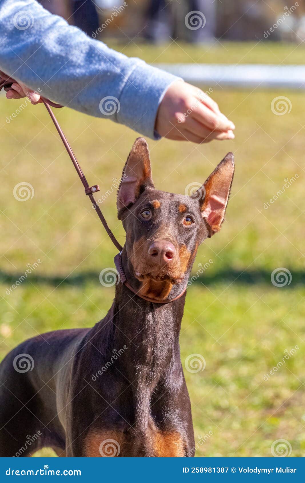 the doberman breed dog carefully looks at the food in the owner`s hand