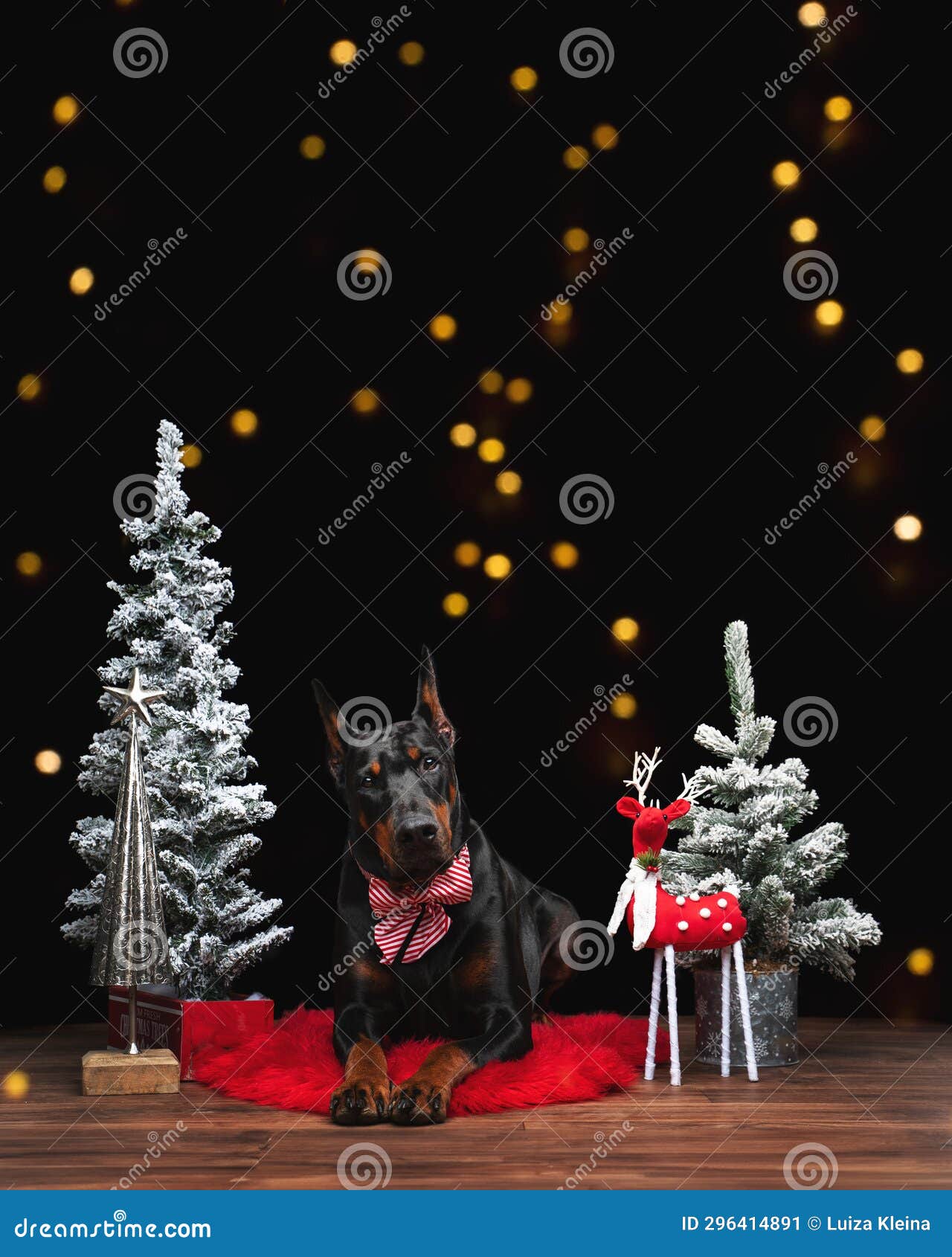 Doberman with Christmas Trees Stock Image Image of doberman