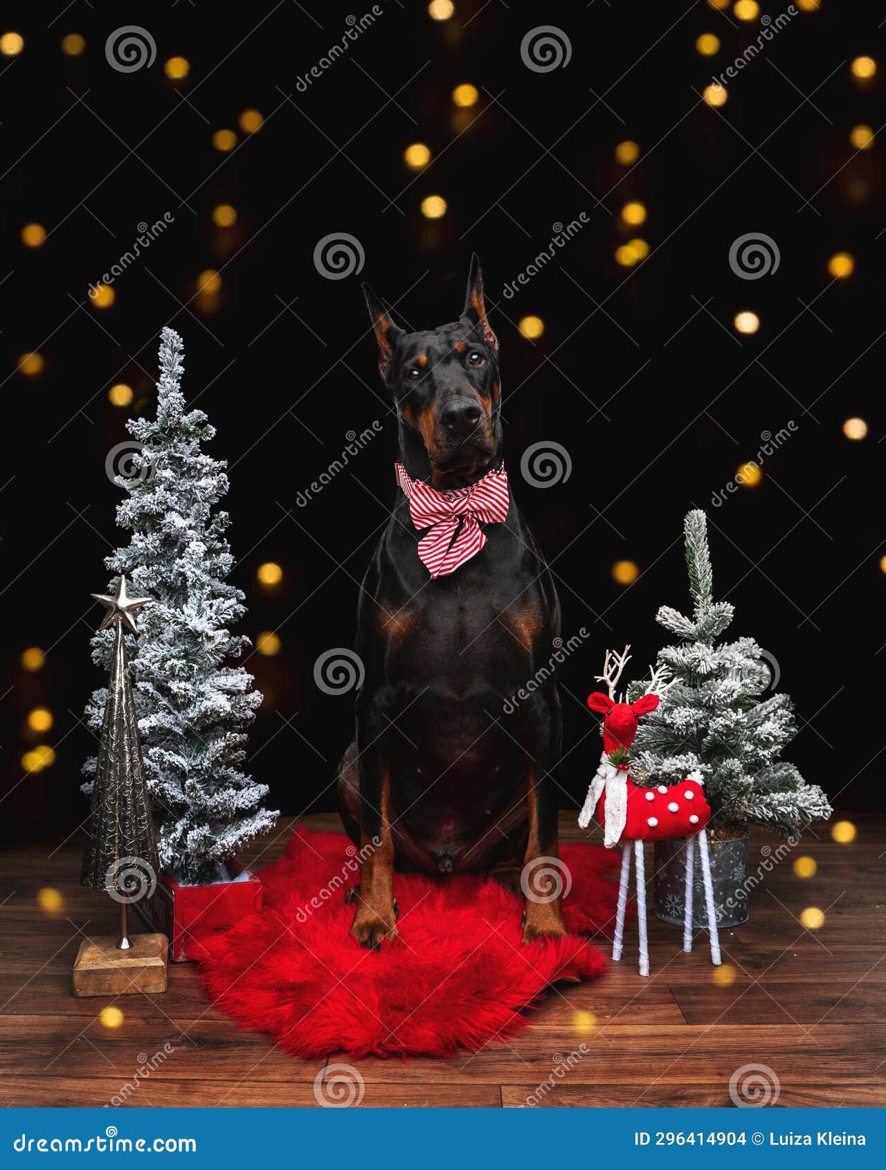 Doberman with Christmas Trees Stock Photo Image of lights, backdrop