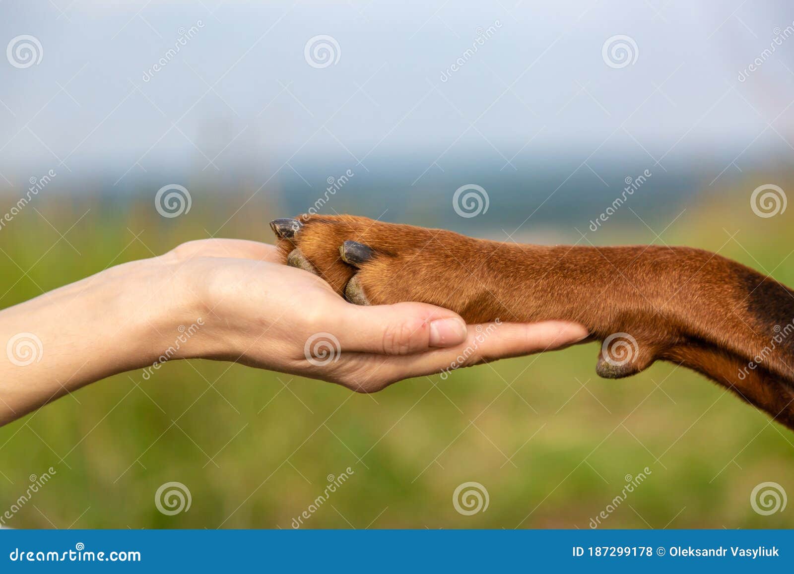 Dobermann Dog Paw in the Palm of a Human Hand Close-up on a Blurred Field Background. Horizontal Orientation. Photo - Image of dobermann, friendship: 187299178