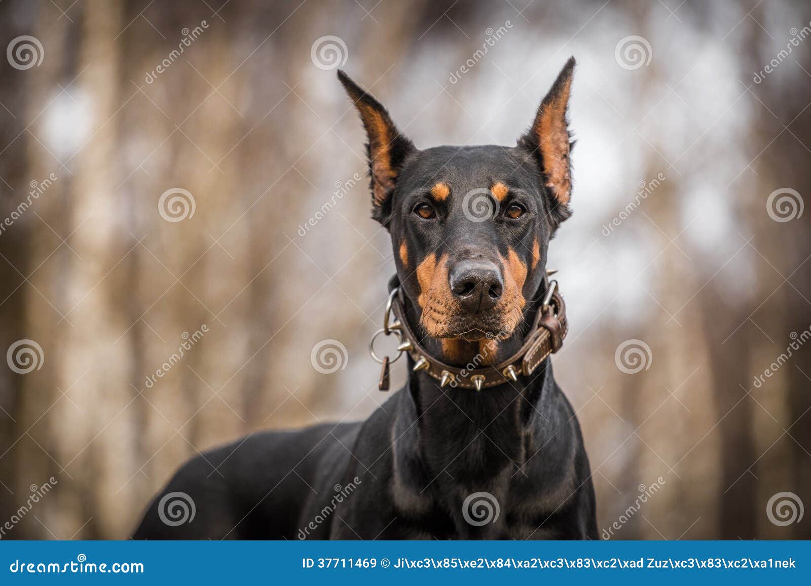 Doberman dog stock image. Image of domestic, obedience 37711469