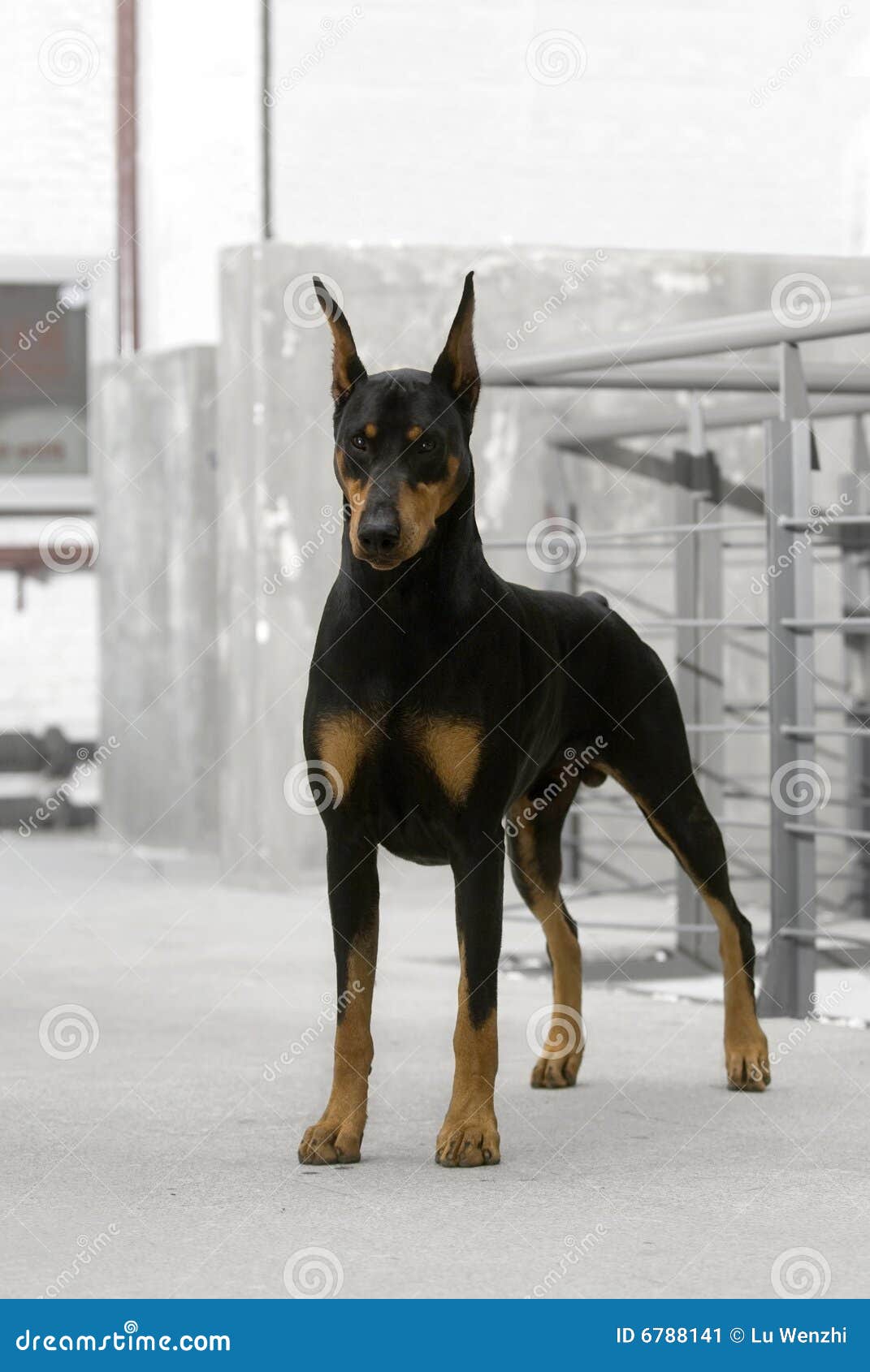 Doberman dog stock image. Image of face, breed, funny - 6788141