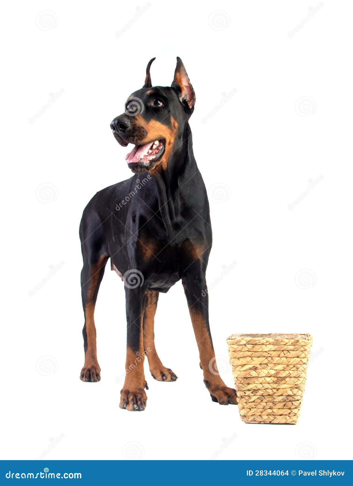 Doberman Dog Eating Food from Basket Stock Photo Image of domestic