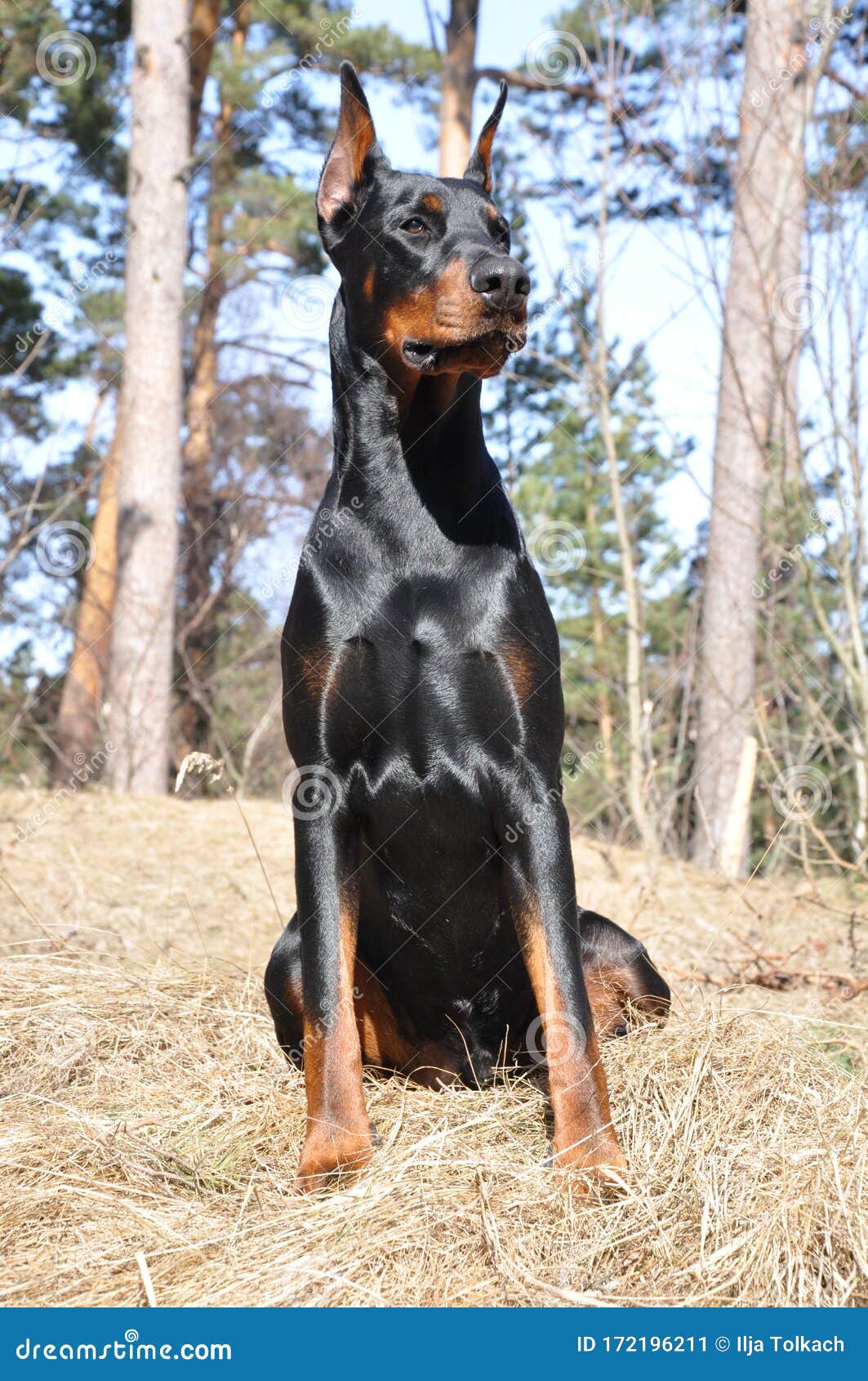 Doberman Dog in Forest stock image. Image of sunny, forest - 172196211