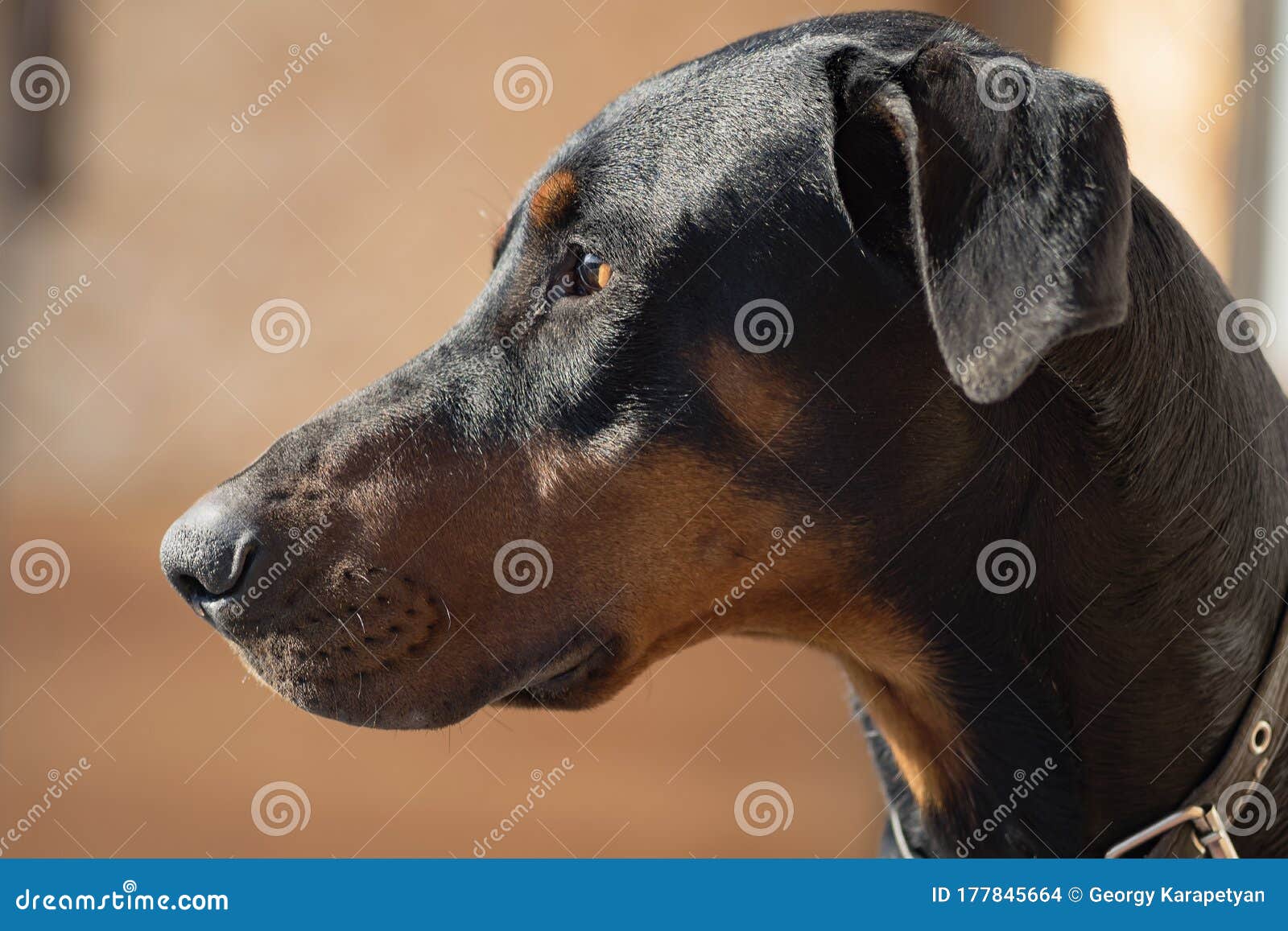 doberman dog head with ears. portrait of a left side view