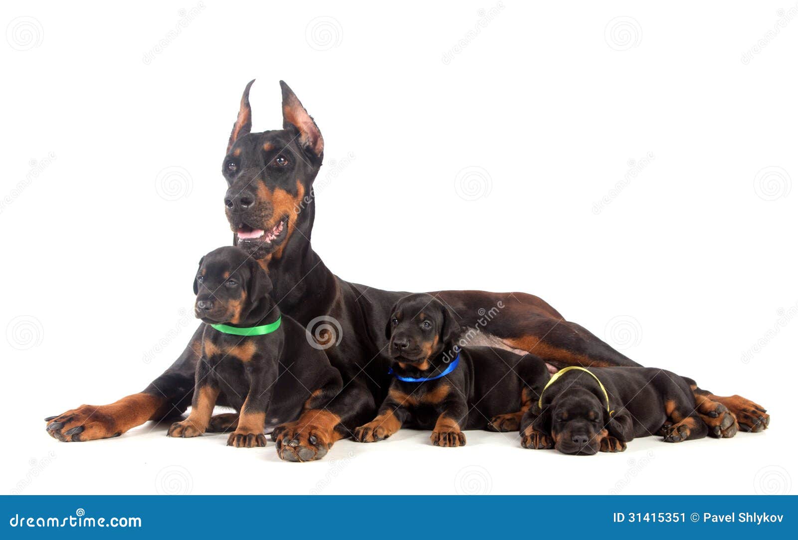 fawn doberman puppy